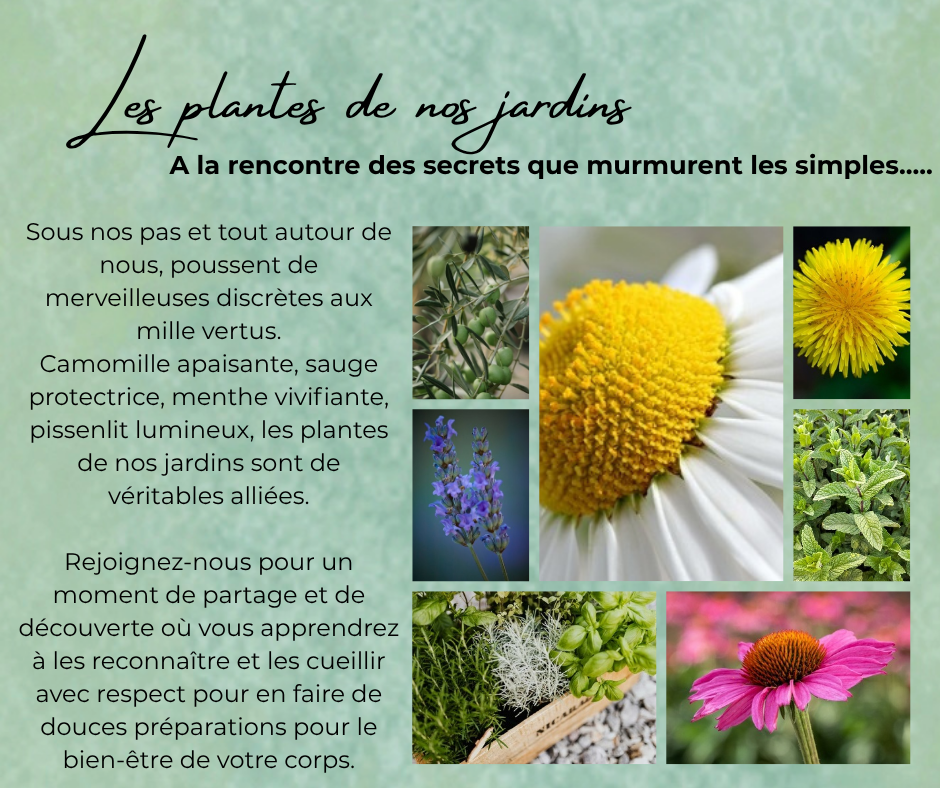Plantes de nos jardins
