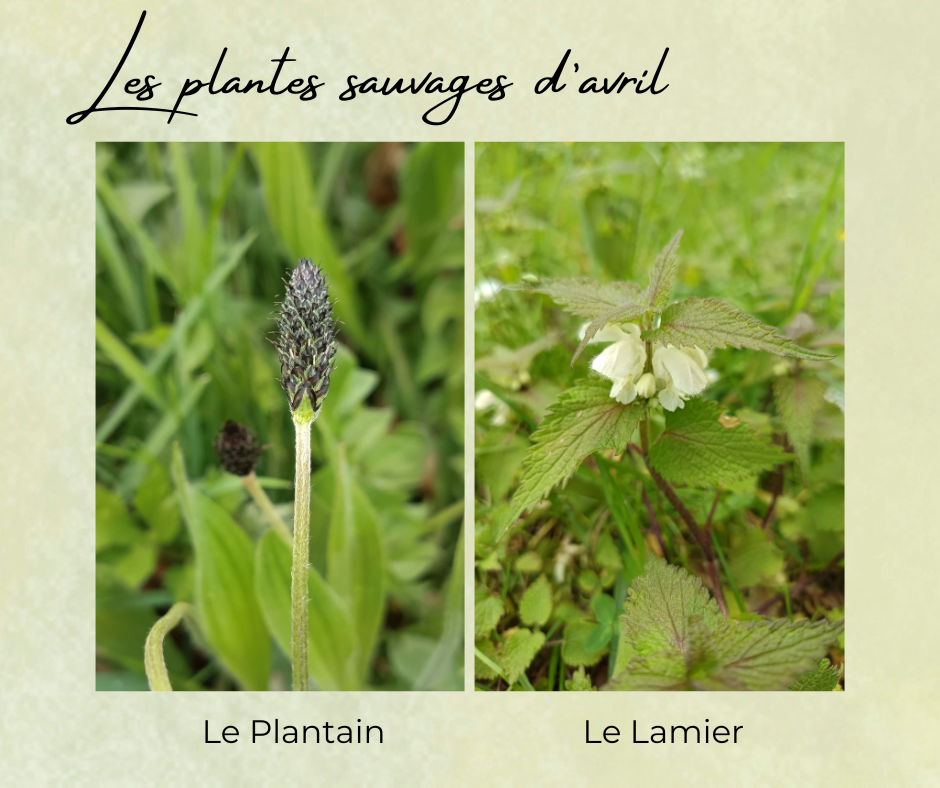 Formation Plantes Avril