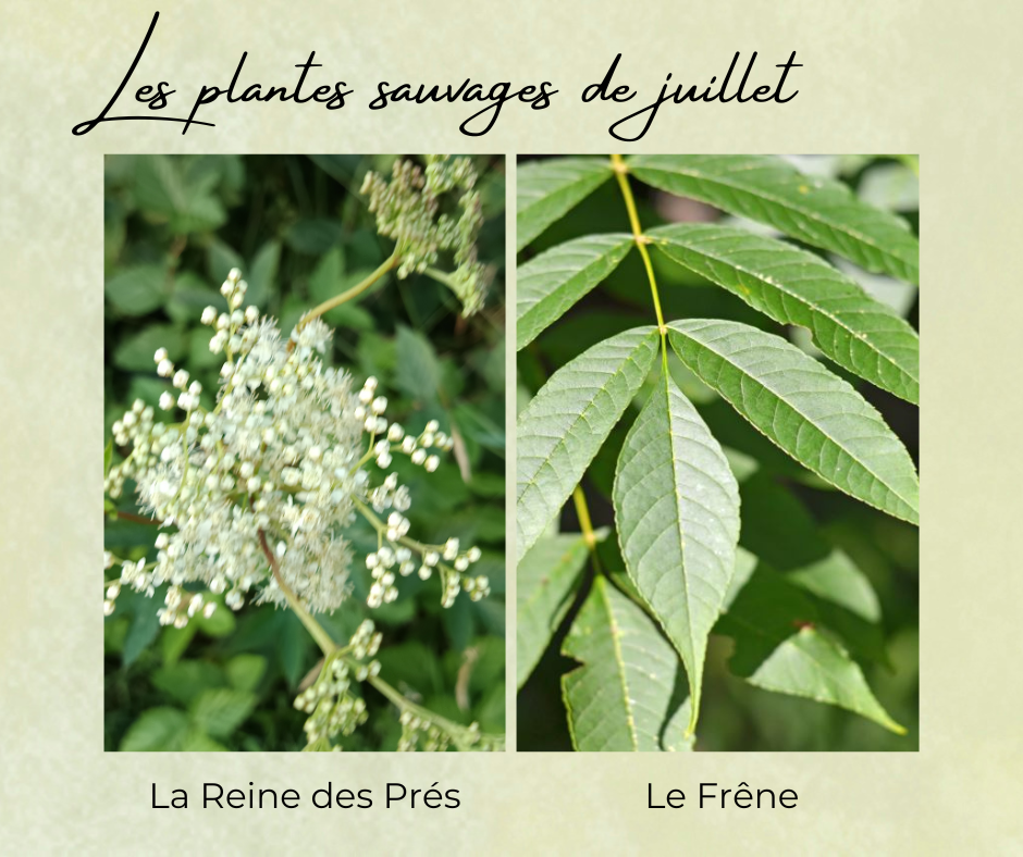 Formation Plantes Juillet