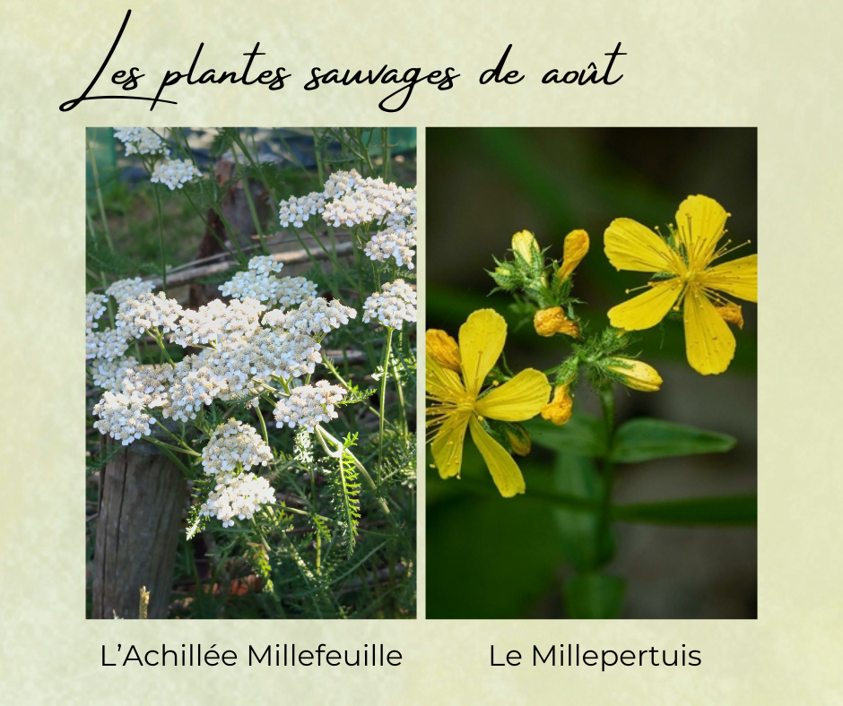 Formation Plantes Août