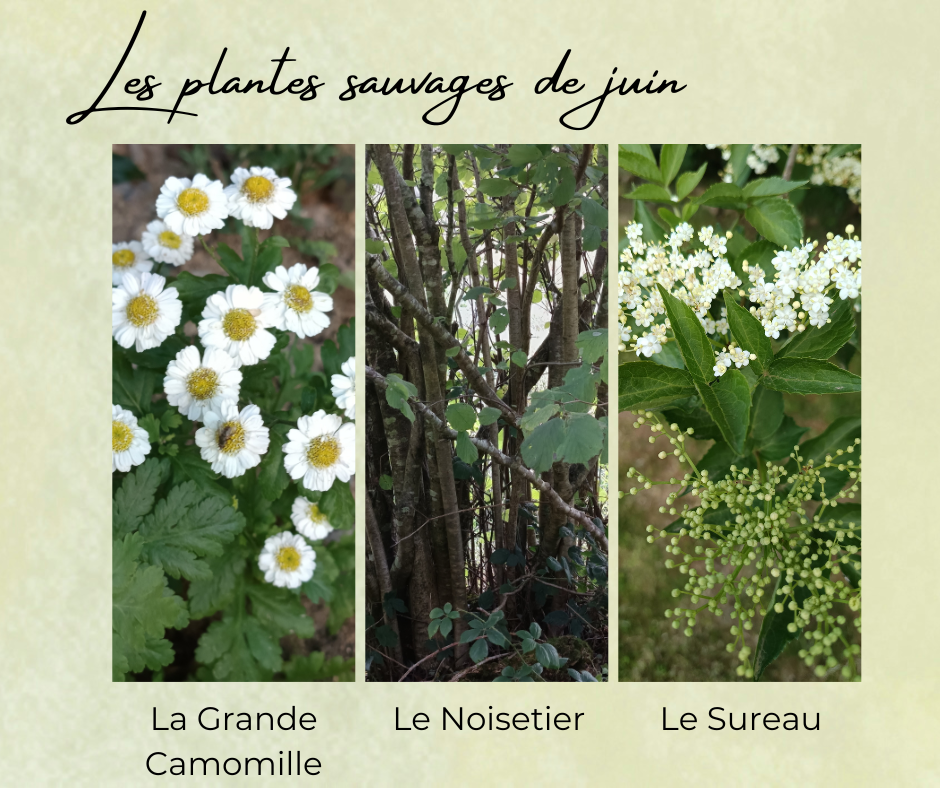 Formation Plantes Juin