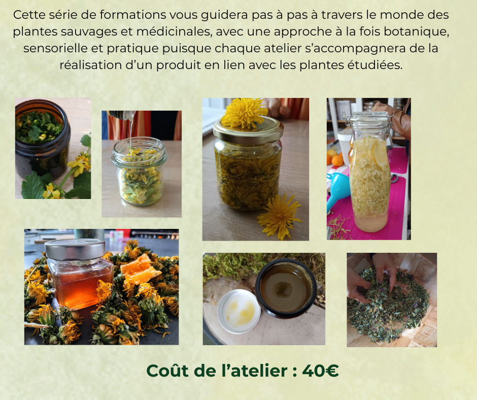 Formation Les Plantes Sauvages en pratique