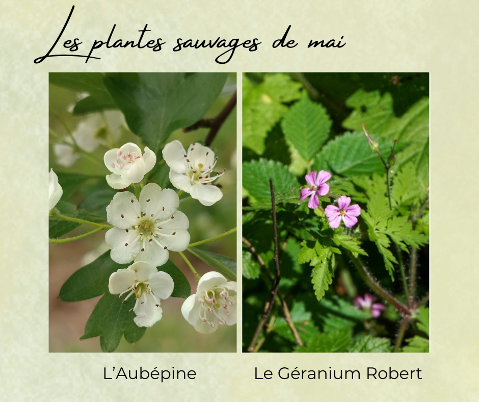 Formation Plantes Mai