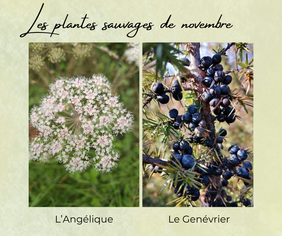 Formation Plantes Novembre