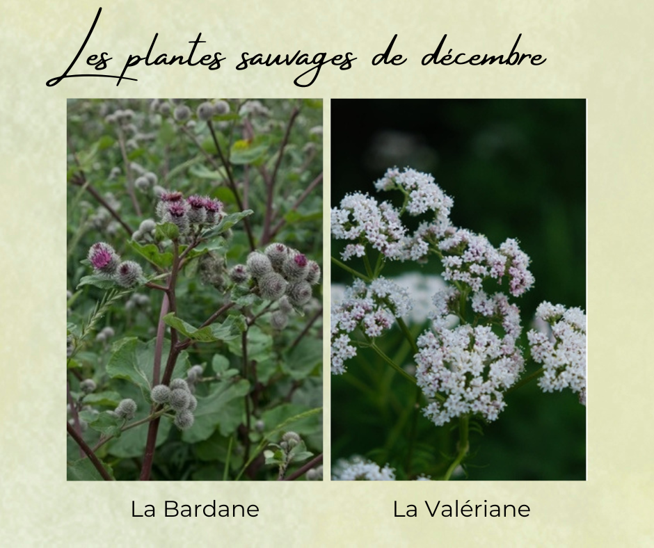 Formation Plantes Décembre