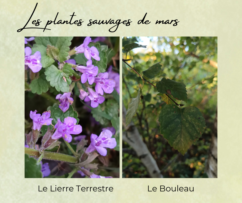 Formation Plantes Mars