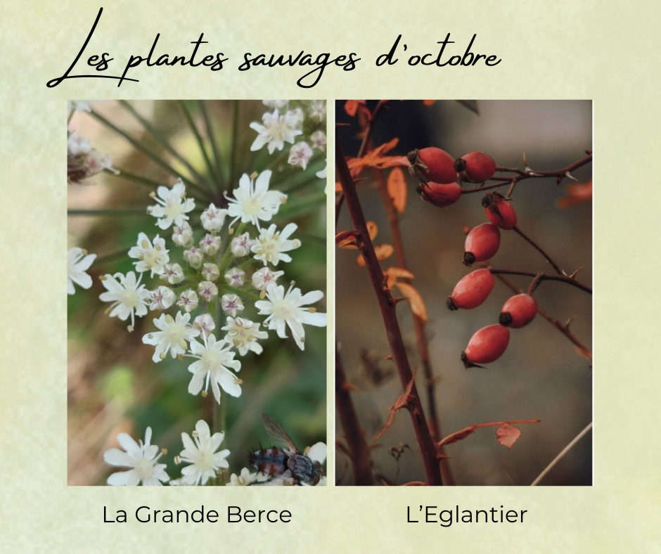 Formation Plantes Octobre