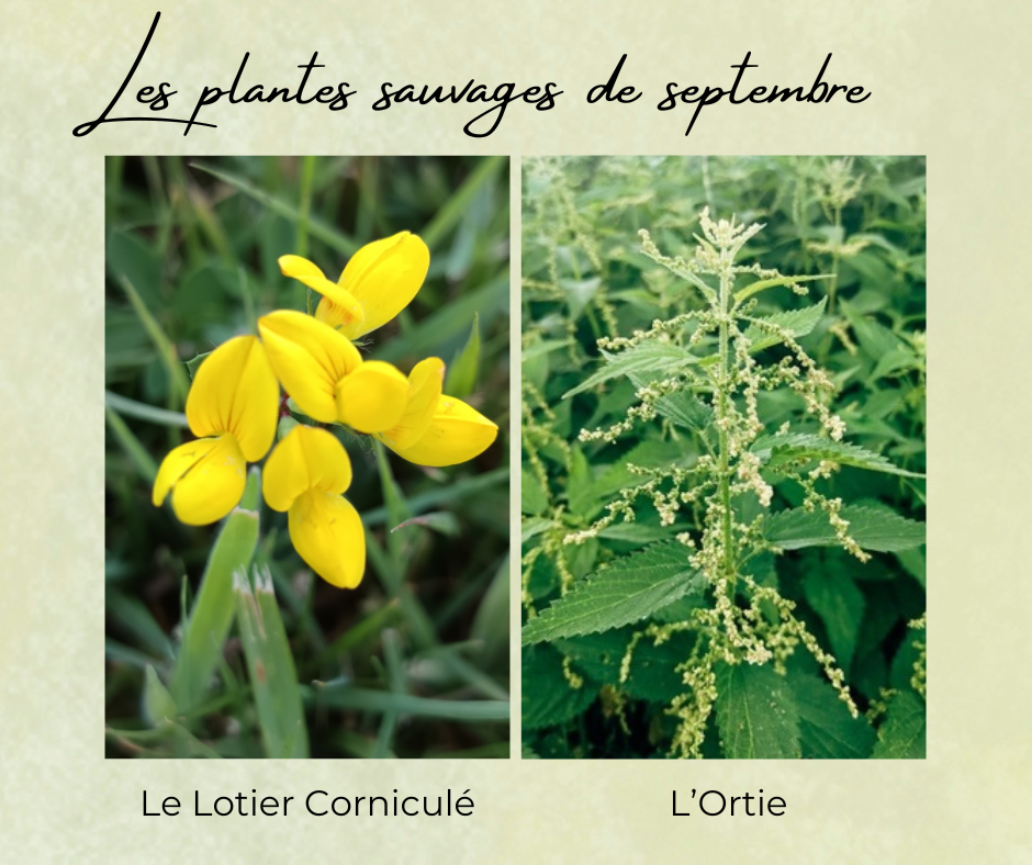 Formation Plantes Septembre