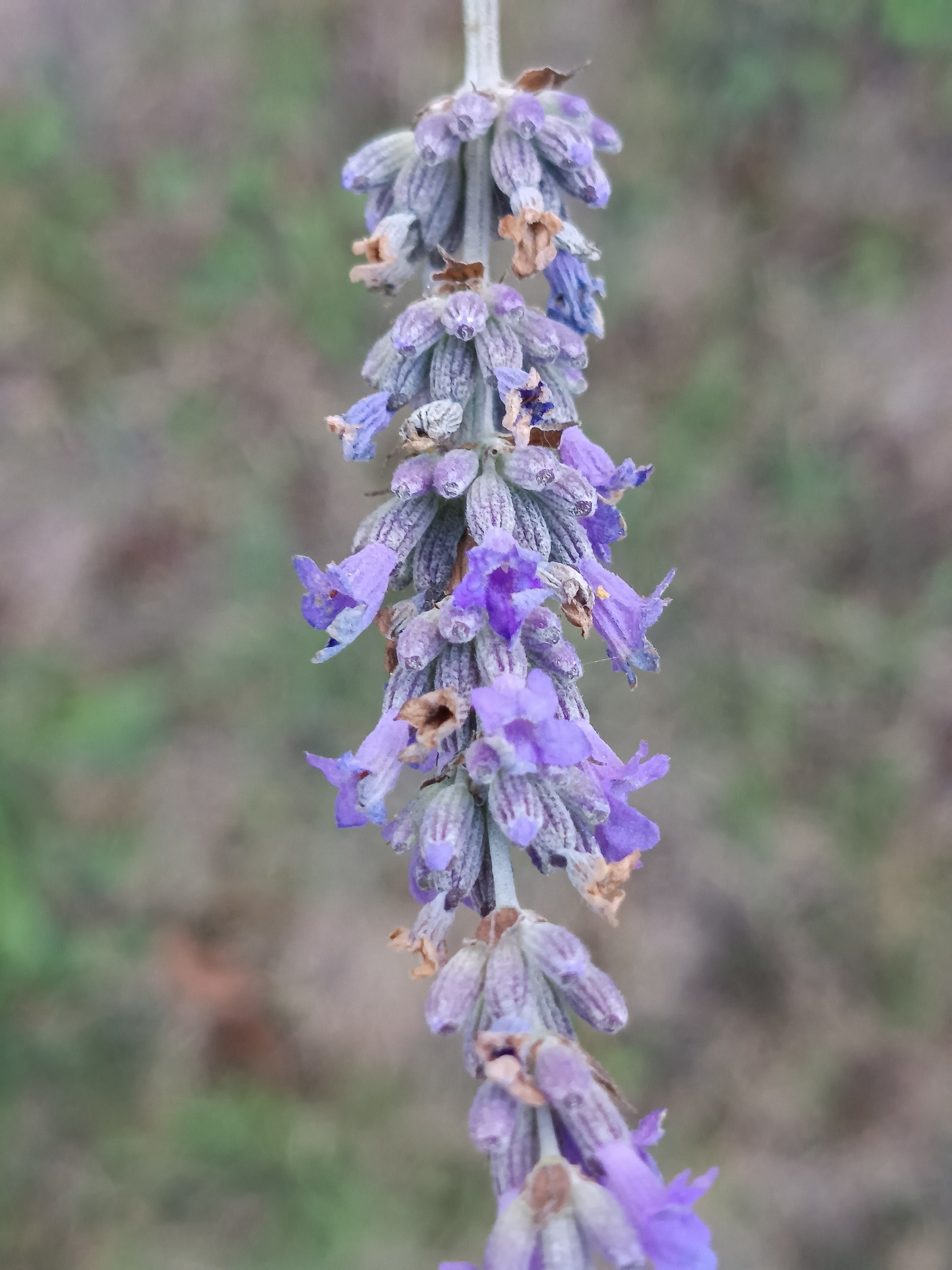 IMG_20250909_191138