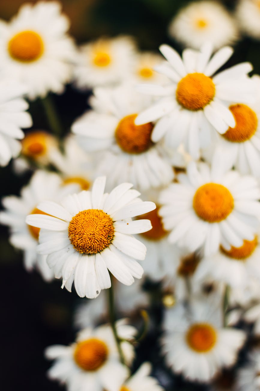 Photo Gros Plan De Fleurs De Marguerite Blanche