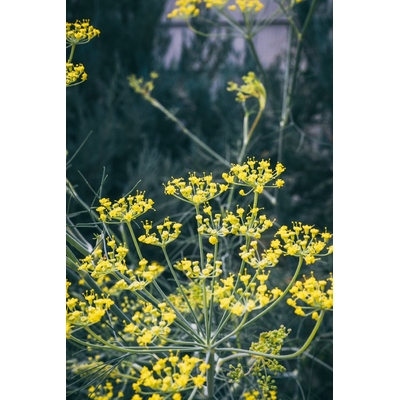 3657-cs400-photos-gratuites-de-a-base-de-plantes-amerique-du-nord-arriere-plan-vert