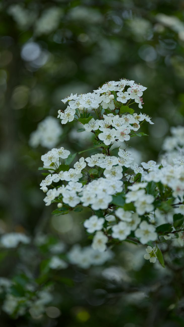 Capture détaillée de fleurs daubépine en fleurs au milieu dune verdure luxuriante, parfaite pour les amoureux de la nature