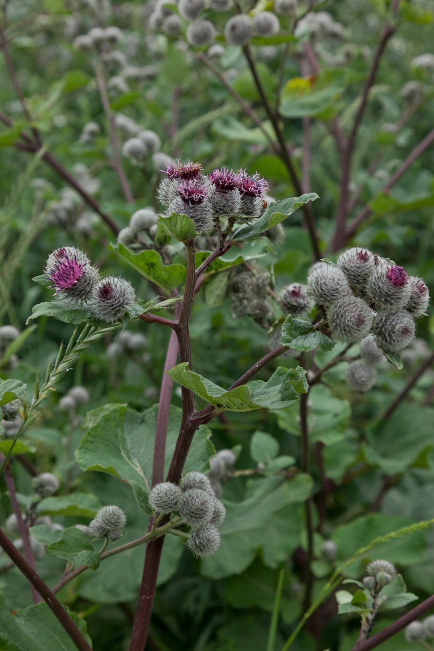 Photos gratuites de à base de plantes, appareil photo reflex numérique, arctium