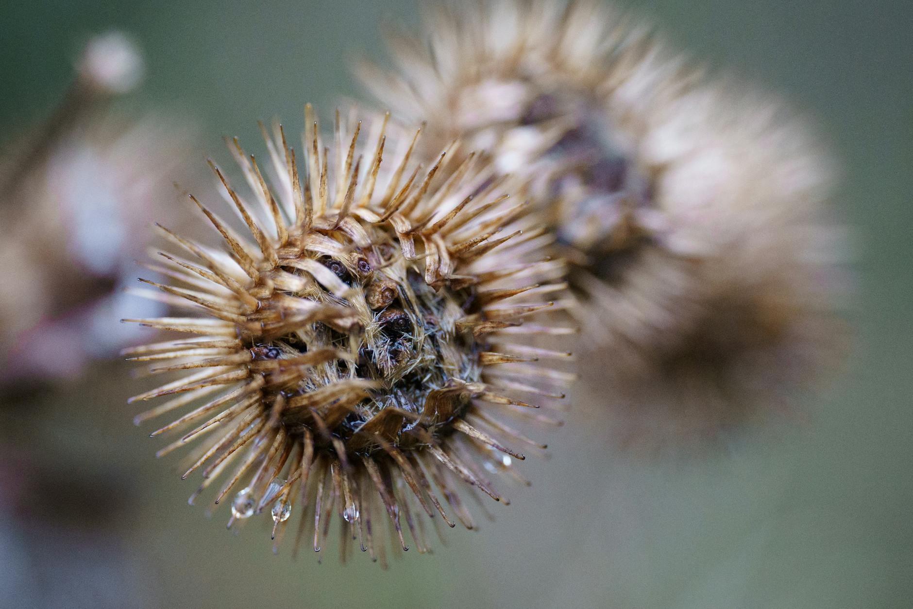 Photos gratuites de acéré, acuité, arctium
