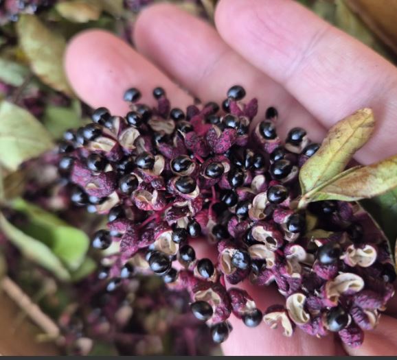 Poivre Sichuan Rouge 3