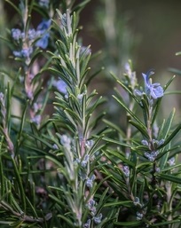 Romarin en fleurs