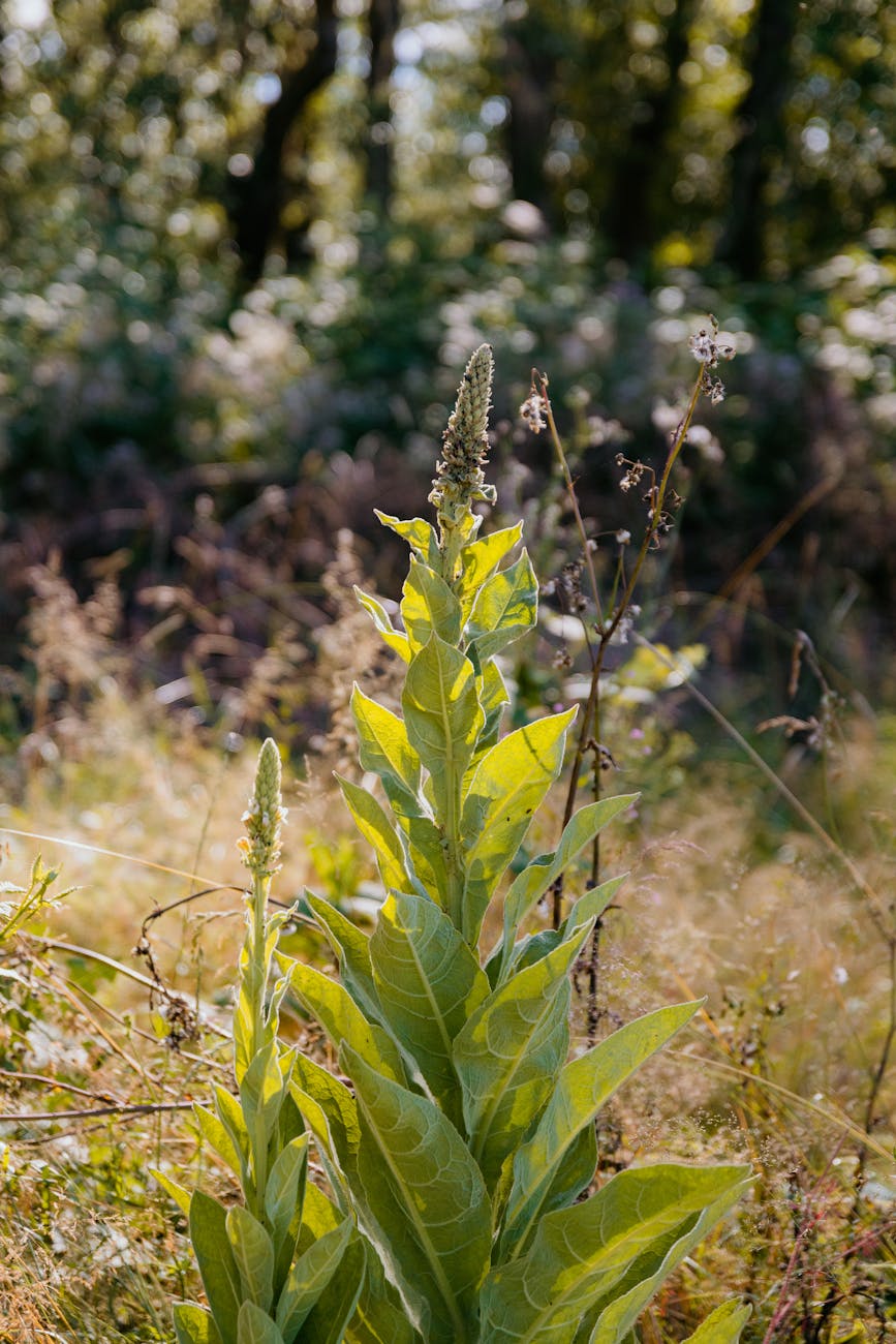 Photos gratuites de beauté naturelle, centrale, clairière