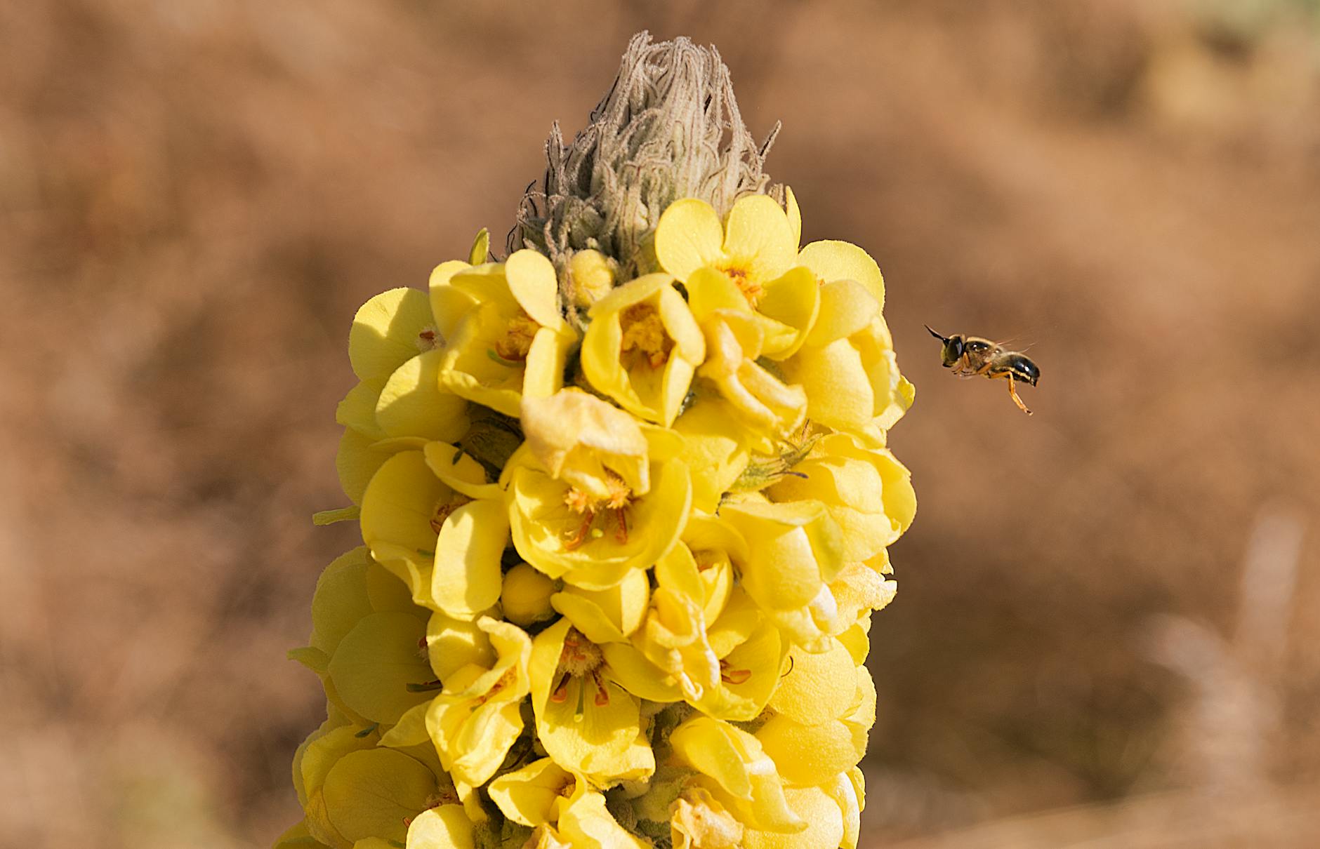 Photos gratuites de abeille, beauté dans la nature, beauté naturelle