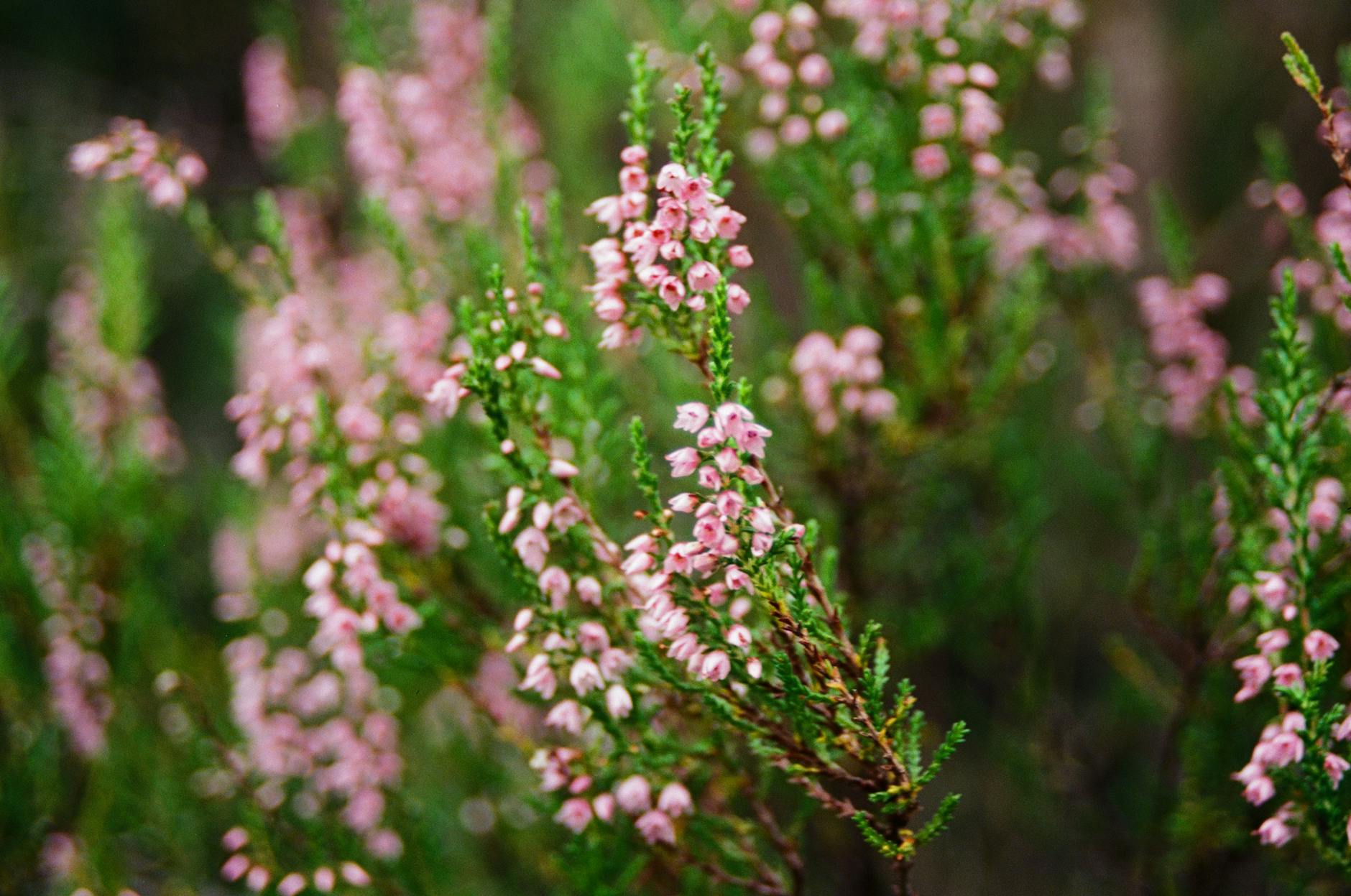 Gros plan de la bruyère en fleurs dans les Highlands écossais, présentant des fleurs roses vibrantes