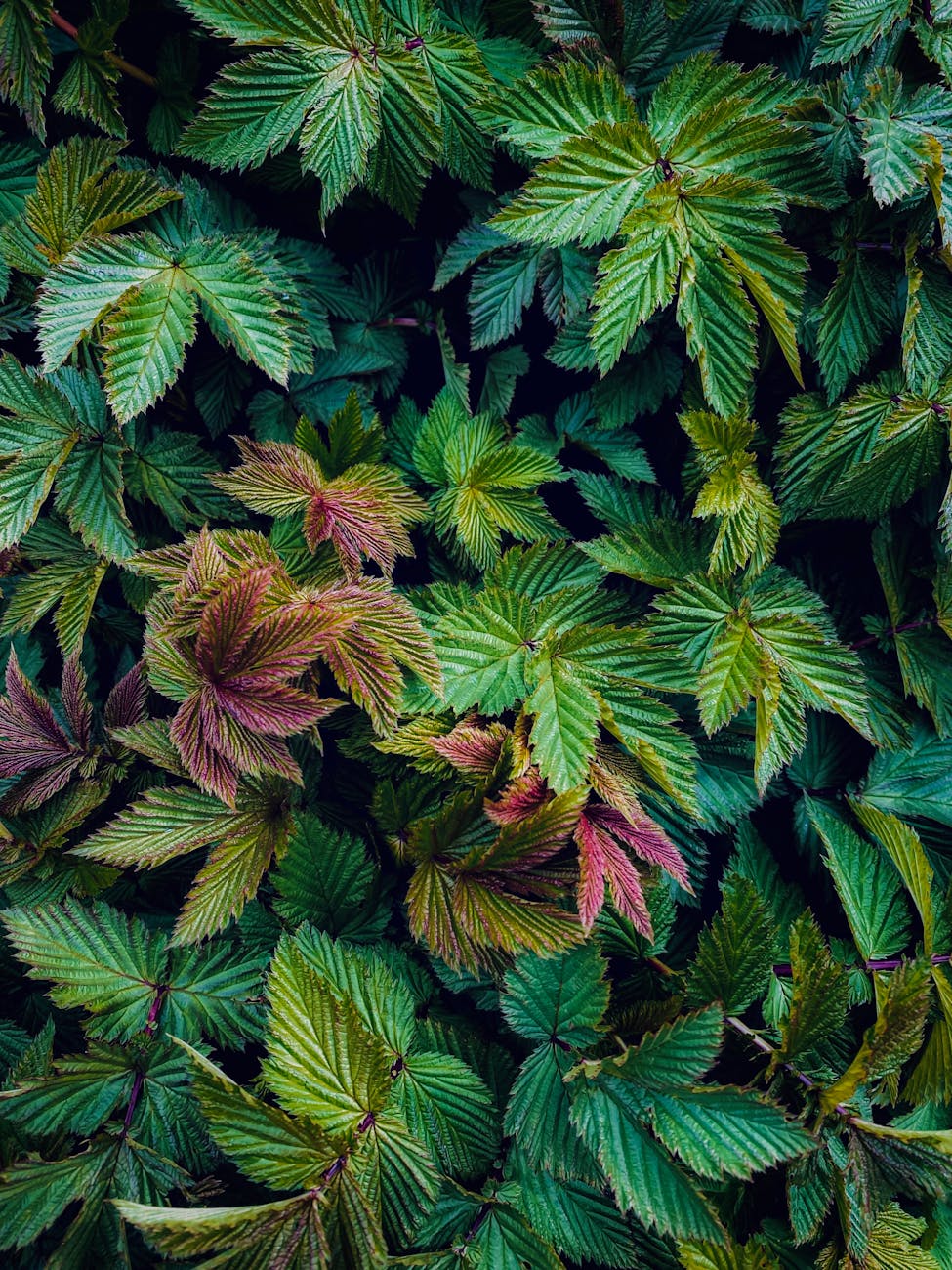 Photos gratuites de @extérieur, amoureux de la nature, bio