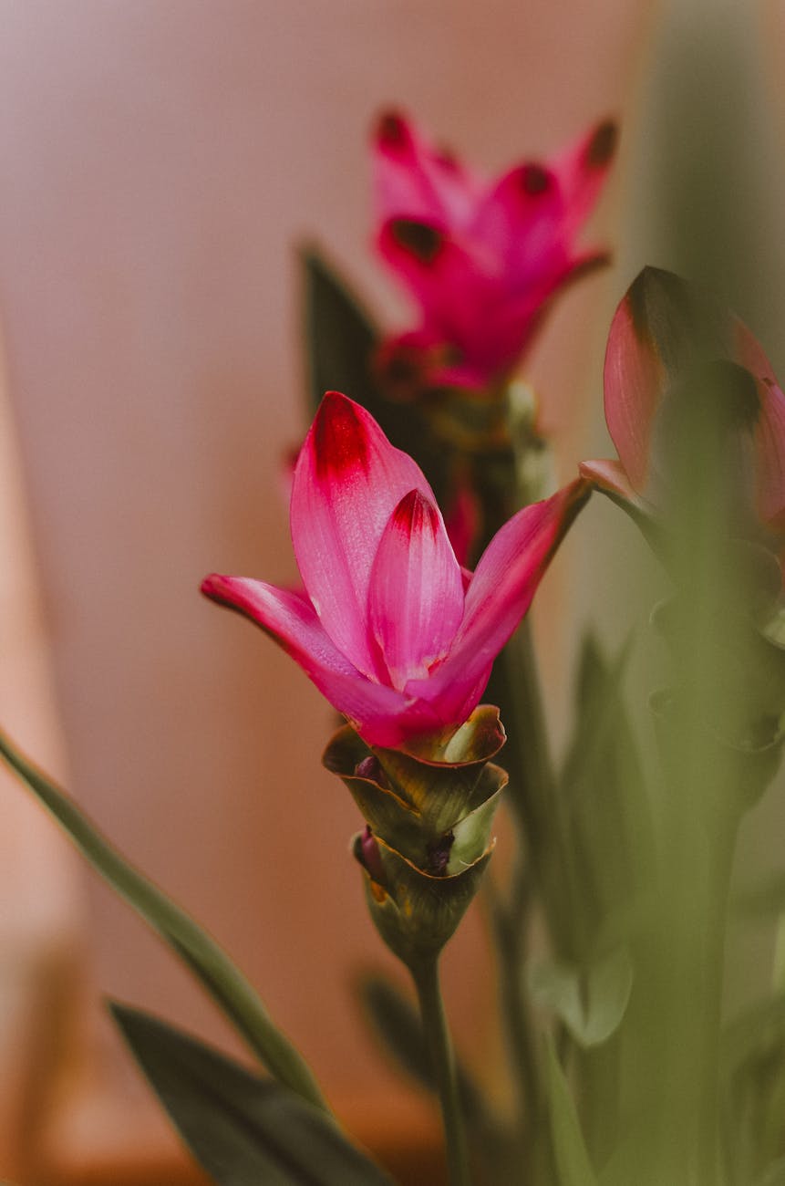 Photos gratuites de affichage de fleurs, arrangement floral, beauté du jardin