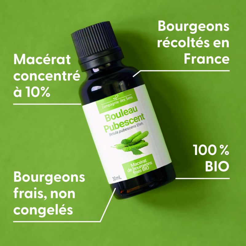 bouleau-pubescent-macerat-de-bourgeons-bio (1)