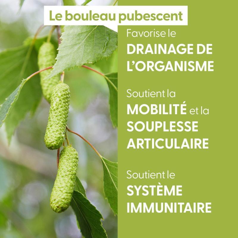bouleau-pubescent-macerat-de-bourgeons-bio (2)