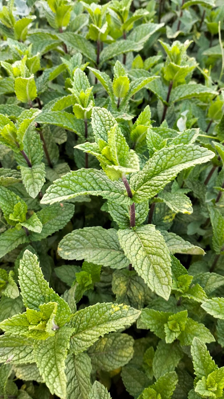 Photos gratuites de @extérieur, agriculture, aromatique
