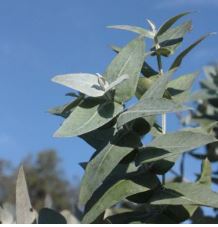 FEG10-03 - HE Eucalyptus globuleux 10 ml