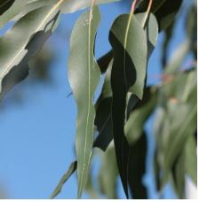 FEC10-03 - HE Eucalyptus Citronné 10 ml