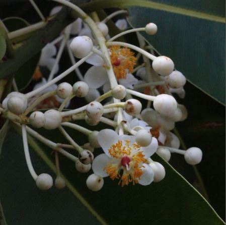 GCI50-03 - HV Calophylle 50 ml