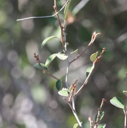 Croton Geayi