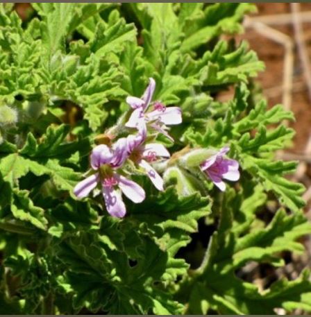 Géranium Bourbon