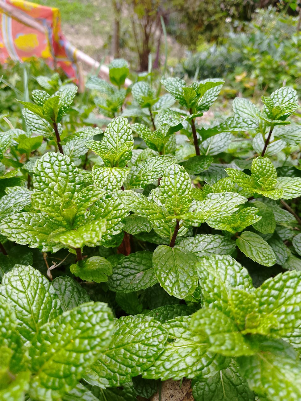 Des plantes de menthe vibrantes prospérant dans un jardin, mettant en valeur leurs feuilles vertes fraîches