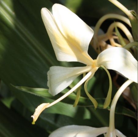 Gingembre Papillon
