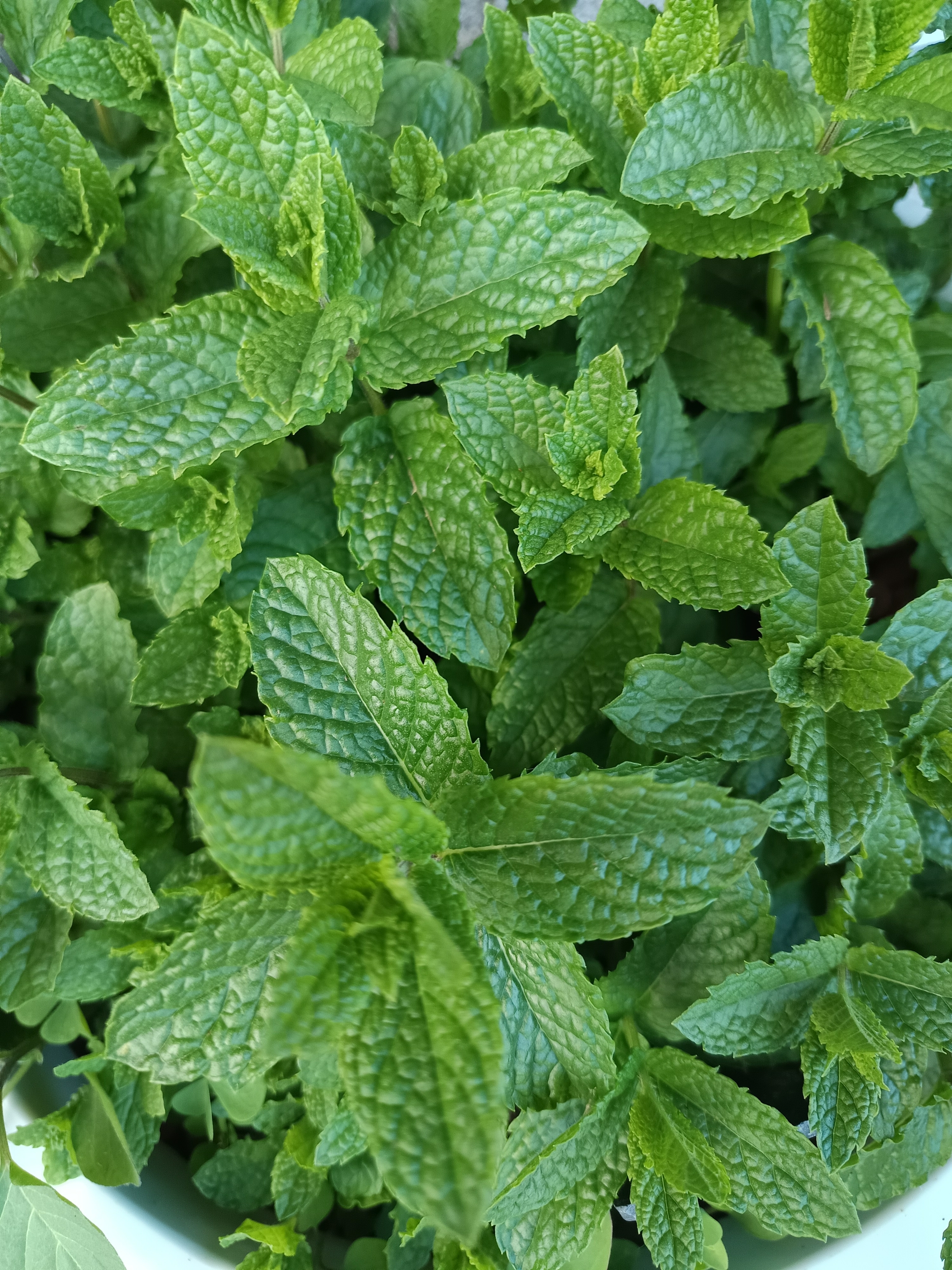 Menthe verte