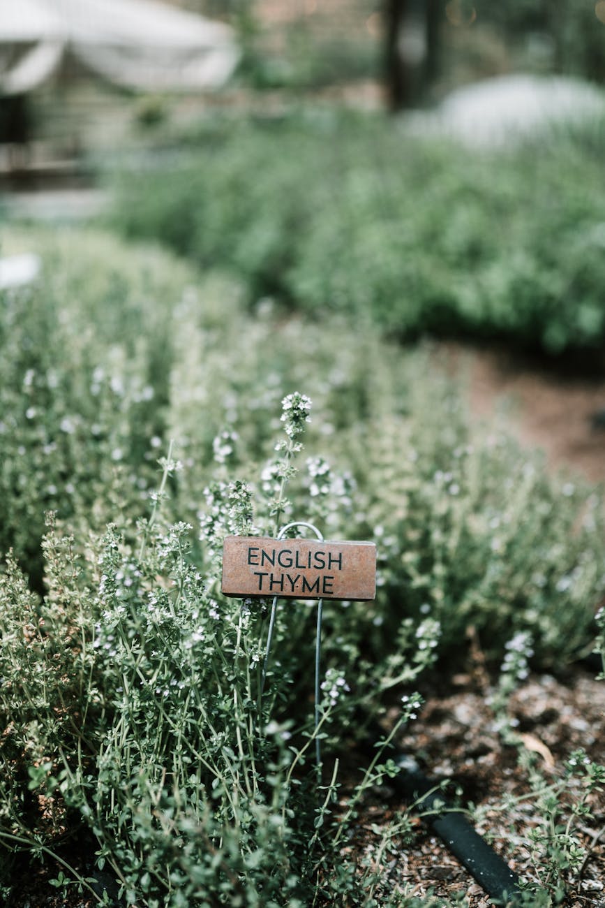 Photos gratuites de à base de plantes, agriculture, aménagement paysager