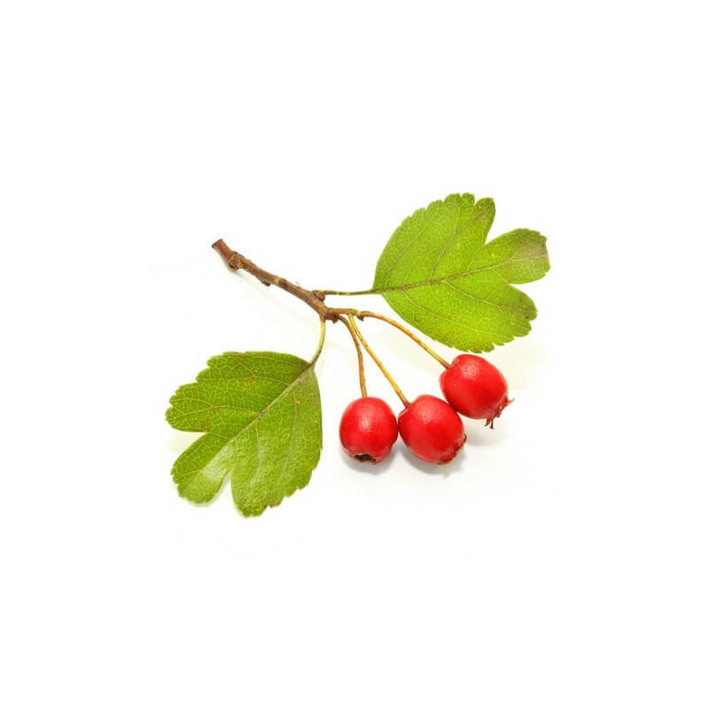 aubepine-macerat-de-bourgeons-bio (1)