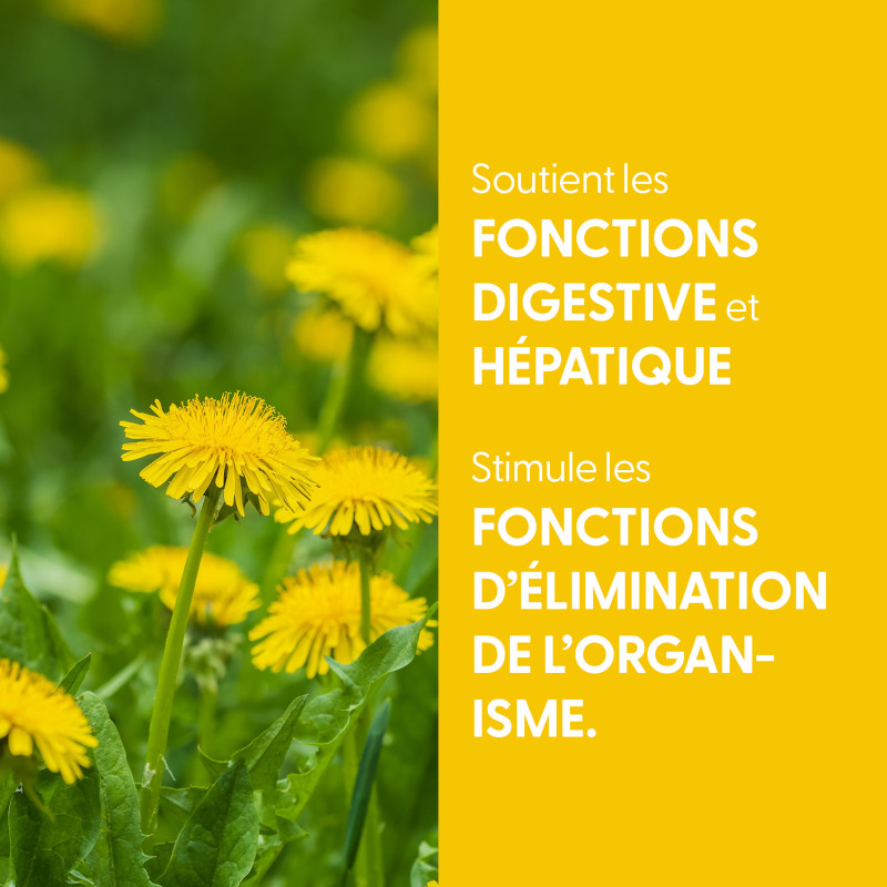 teinture-mere-pissenlit-bio (1)