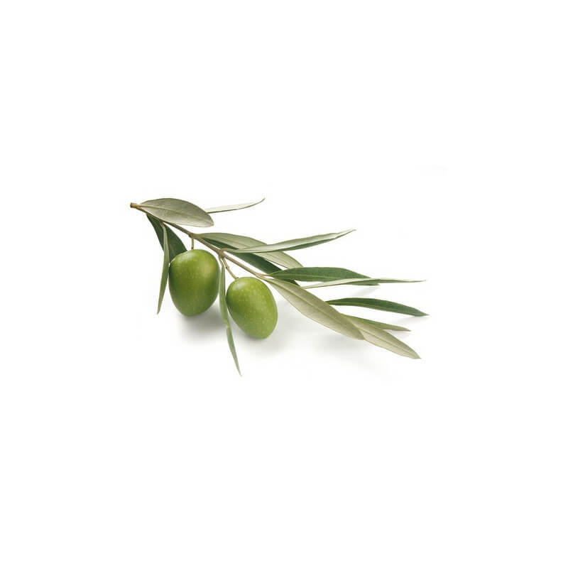olivier-macerat-de-bourgeons-bio (3)