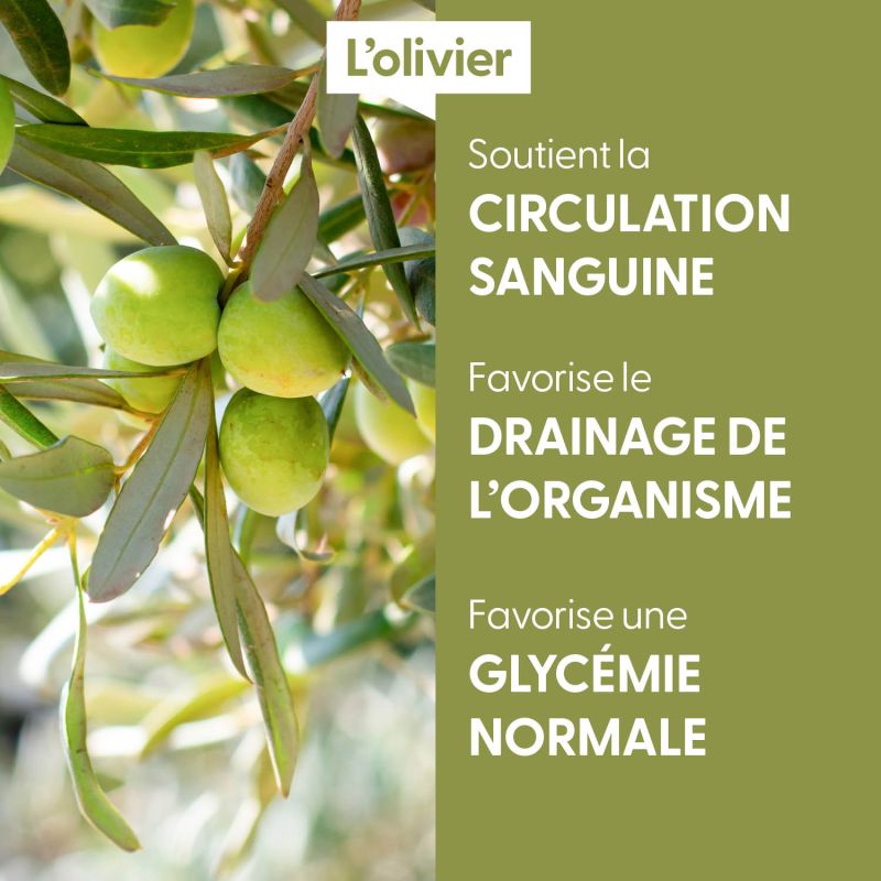 olivier-macerat-de-bourgeons-bio (2)