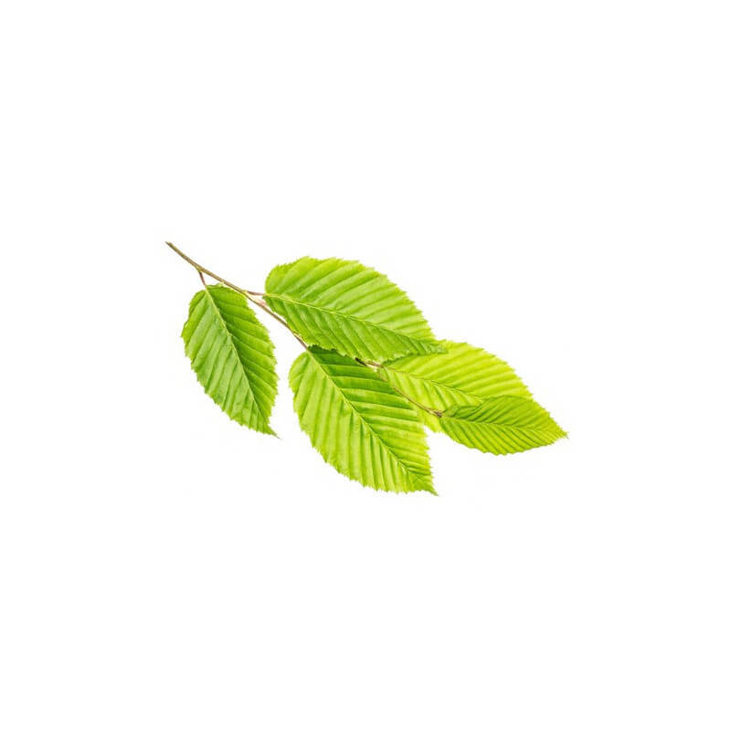 orme-macerat-de-bourgeons-bio (2)