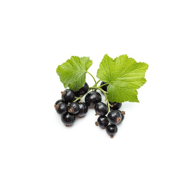 cassis-macerat-de-bourgeons-bio (2)