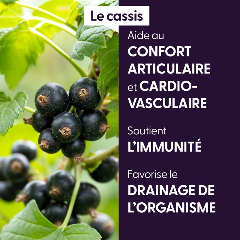 cassis-macerat-de-bourgeons-bio (4)