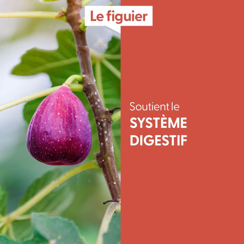 figuier-macerat-de-bourgeons-bio (5)