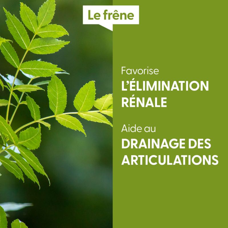 frene-macerat-de-bourgeons-bio (4)