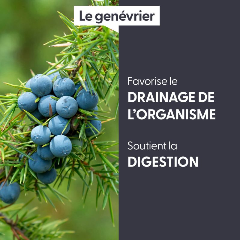 genevrier-macerat-de-bourgeons-bio (2)