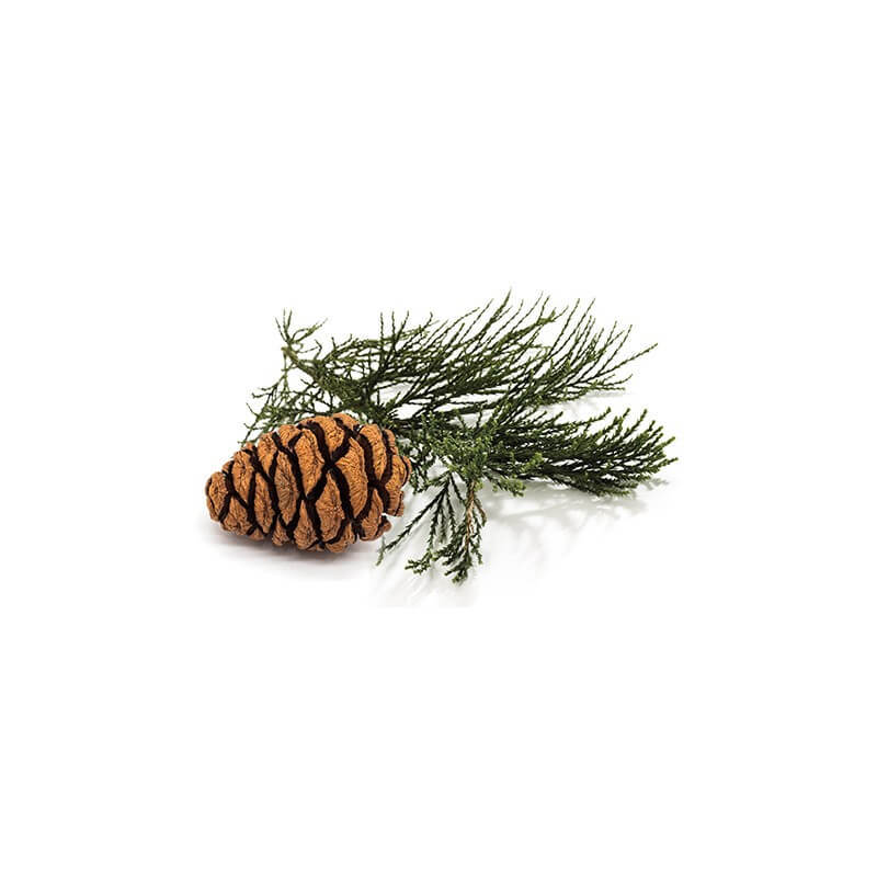 sequoia-geant-macerat-de-bourgeons-bio (3)