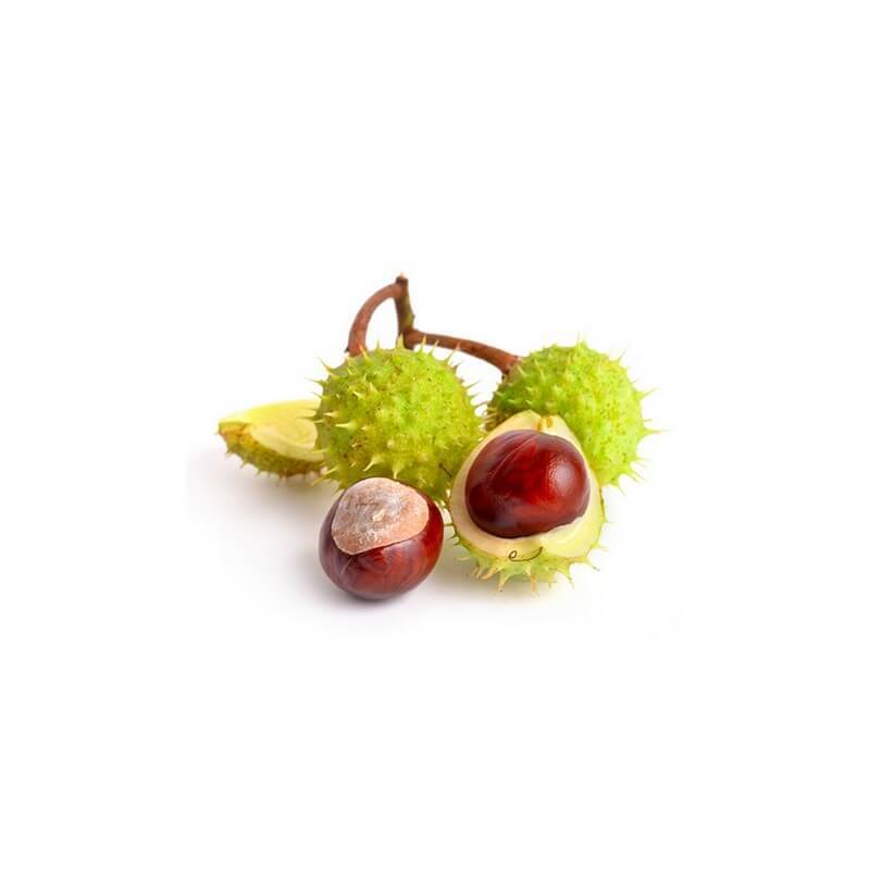 marronnier-macerat-de-bourgeons-bio (3)