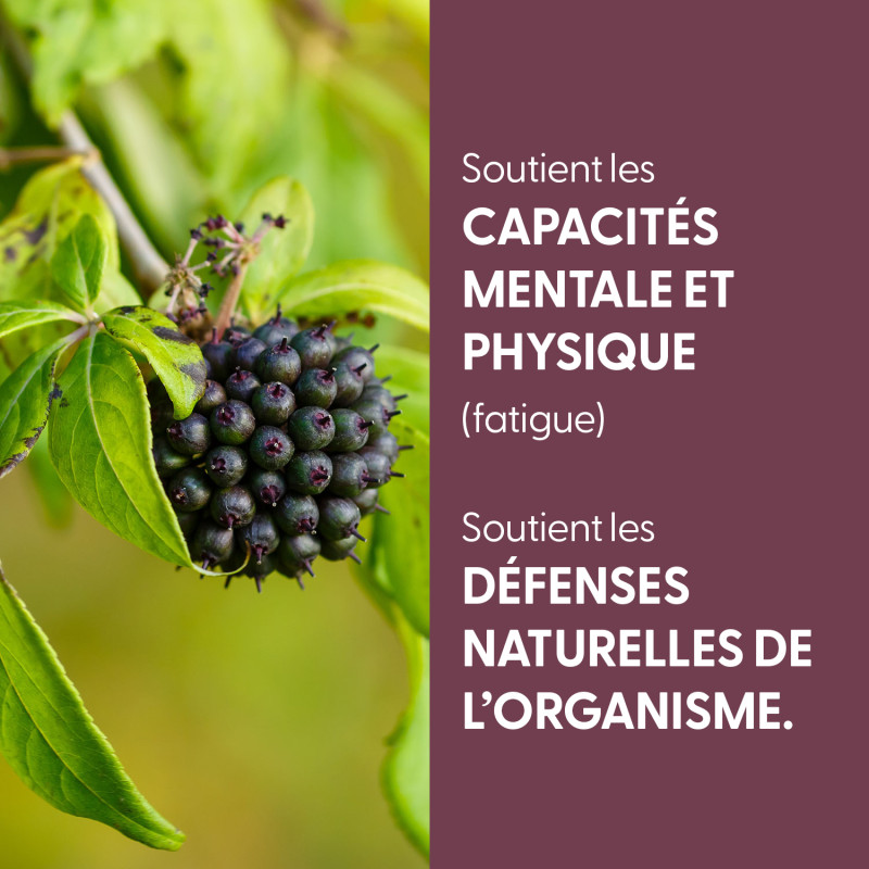 teinture-mere-eleutherocoque-bio (1)